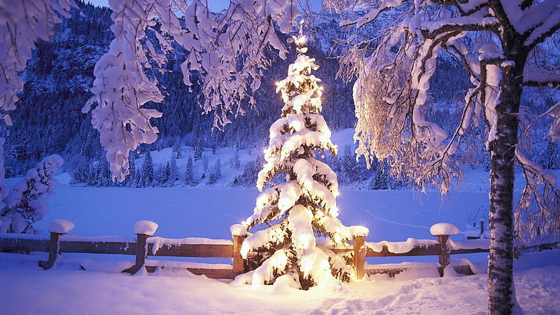 beautiful lit tree in the winter wilderness, fence, tree, winter, lights, HD wallpaper