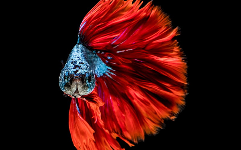 Fish, red, vara, peste, summer, black, animal, blue, HD wallpaper