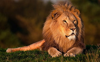Ferocious lion-Animal, HD wallpaper | Peakpx