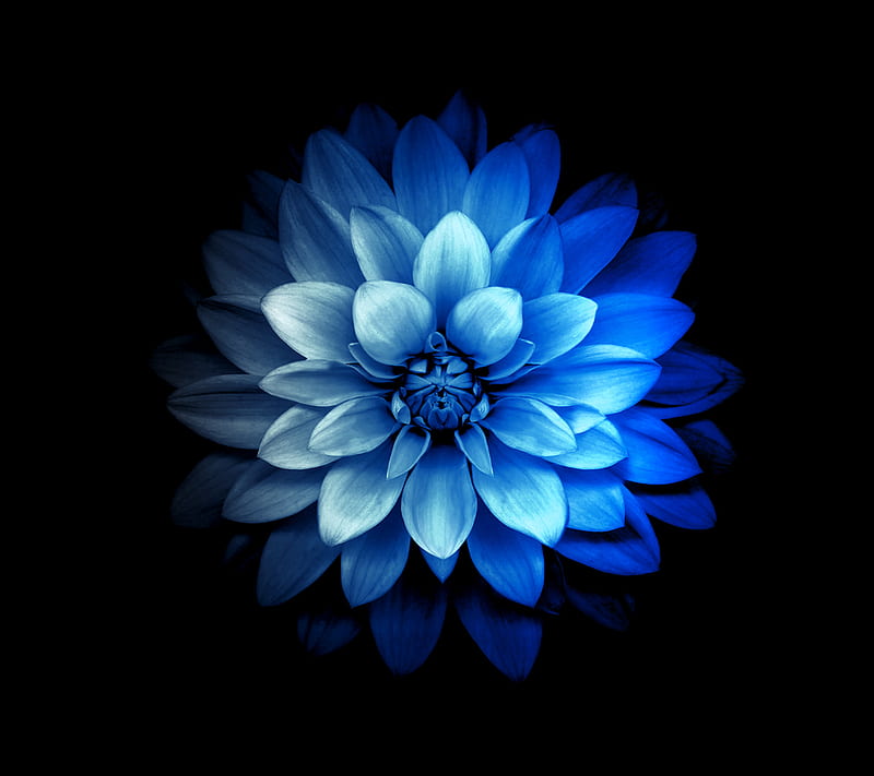 Abstract Flower, blue, HD wallpaper | Peakpx