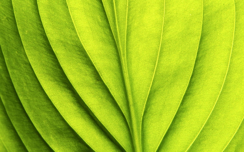 green leaf, texture, environment, ecology, leaf, wave, HD wallpaper