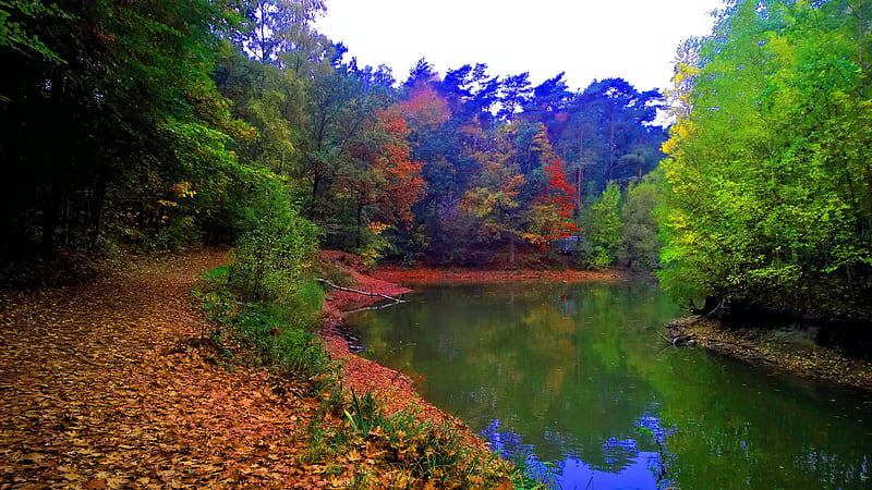 Blue river, forest, landscape, nature, rocks, trees, water, yellow leaves,  HD phone wallpaper