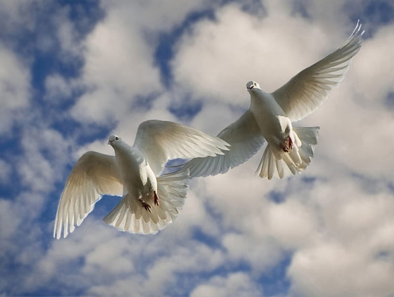 Doves in Sky, cool, doves, flying, white, clouds, sky, HD wallpaper