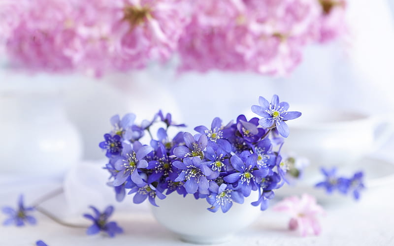 hepatica, pink, white, flower, vase, blue, HD wallpaper