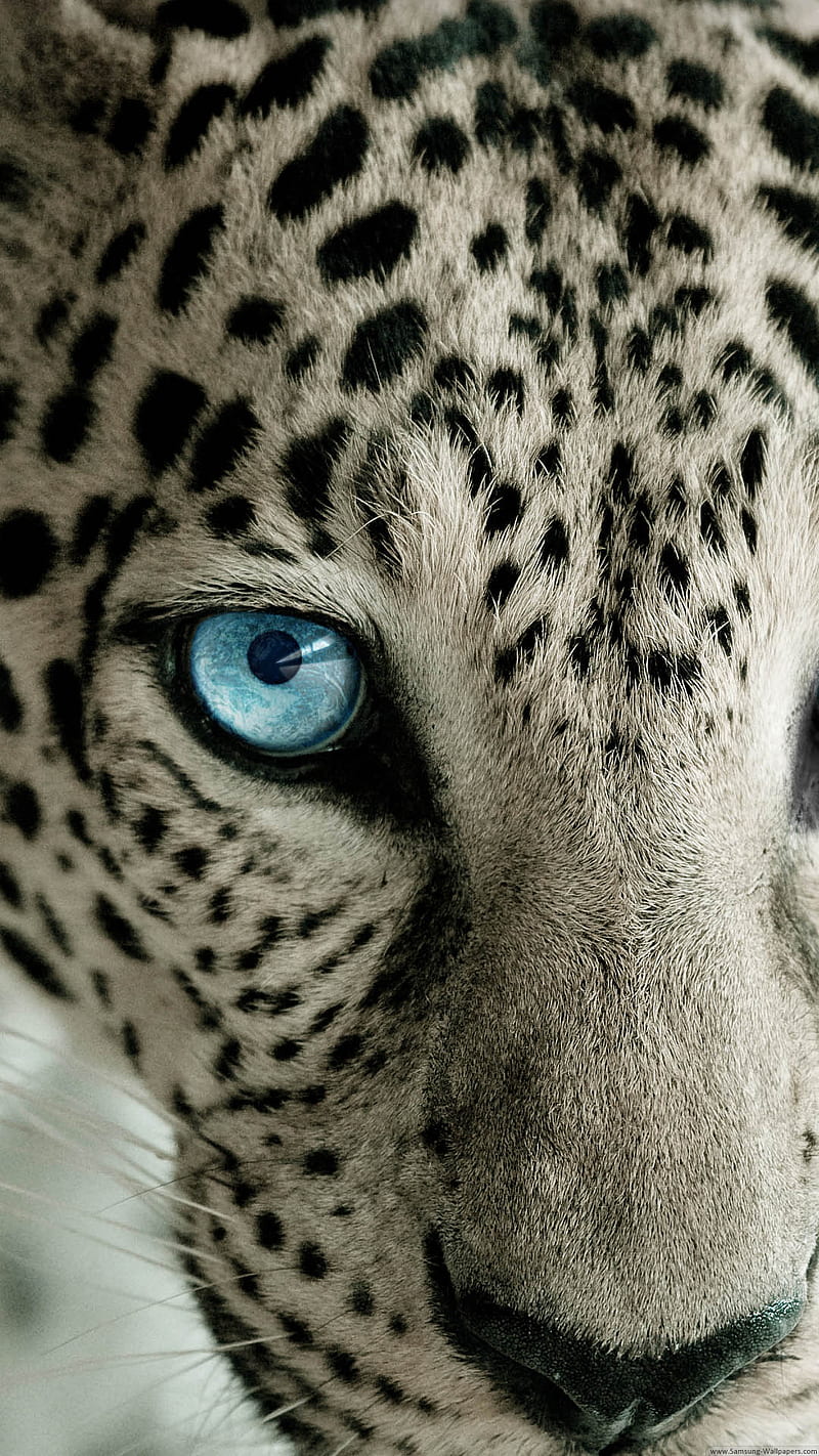 Snow Leopard, lock screen, white, HD phone wallpaper