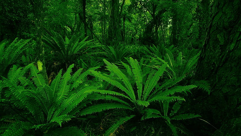 Ancient forest, forest, green, ferns, ancient, dark, prehistoric, nature, graphy, HD wallpaper