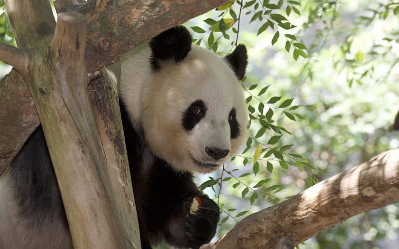 panda, zoo, cute animals, panda with apple, bears, Ailuropoda, HD wallpaper