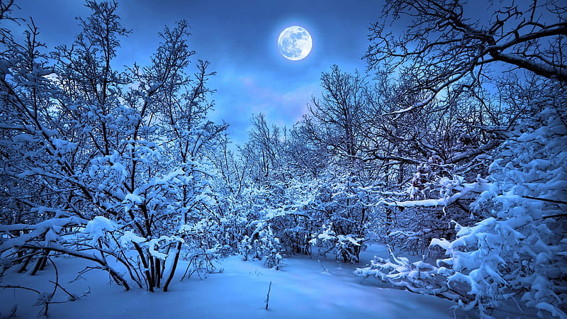 Winter Forest in the Moonlight, forest, moon, snow, nature, winter, HD wallpaper