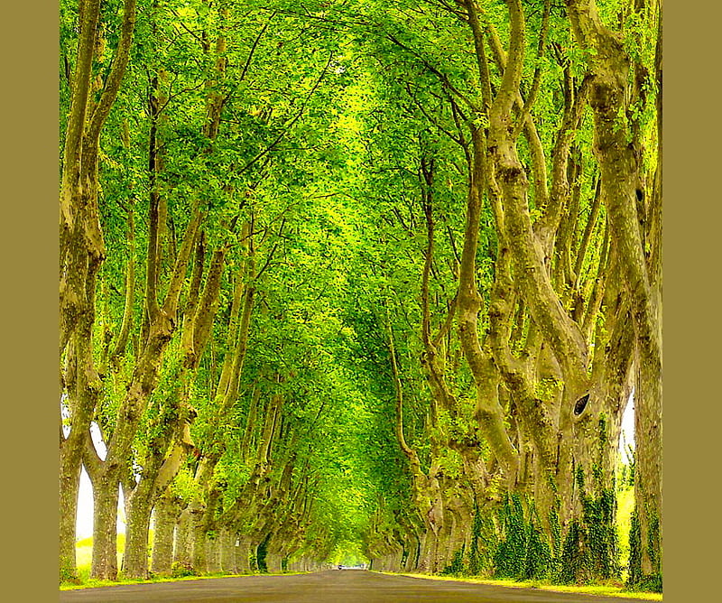 Tall ones, green, trees, tall, rows, light, HD wallpaper
