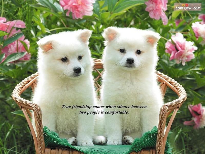 2 in a basket, adorable, puppies, white, basket, HD wallpaper | Peakpx