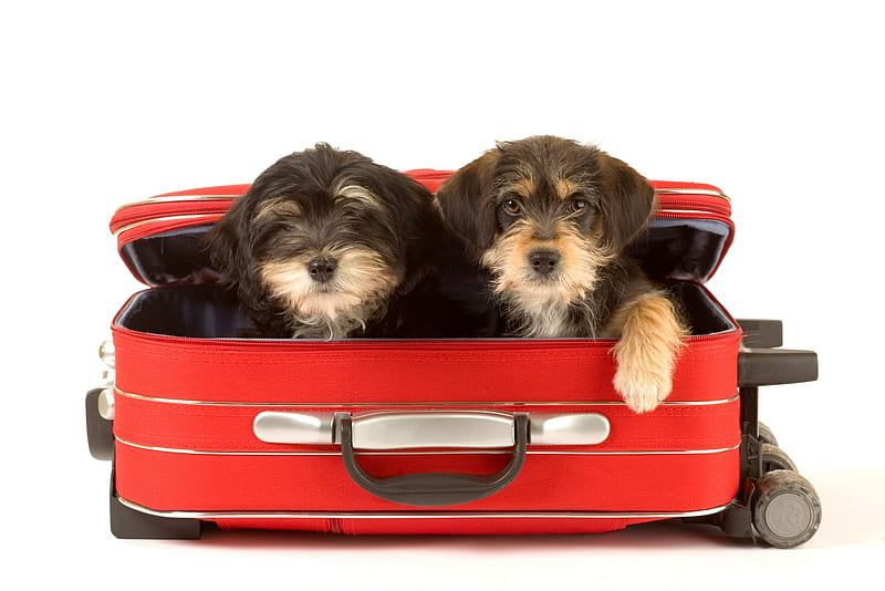Traveling Friends , red, wonderful, holidays, trips, bonito, two, love, siempre, animals, lovely, different, friendsly, pets, traveling, suitcase, dog lovers, sweethearts, vacations, sweetness, dogs, baggage, HD wallpaper
