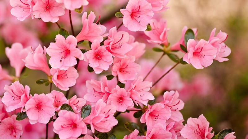 73+] Cherry Blossom Desktop Wallpaper - WallpaperSafari