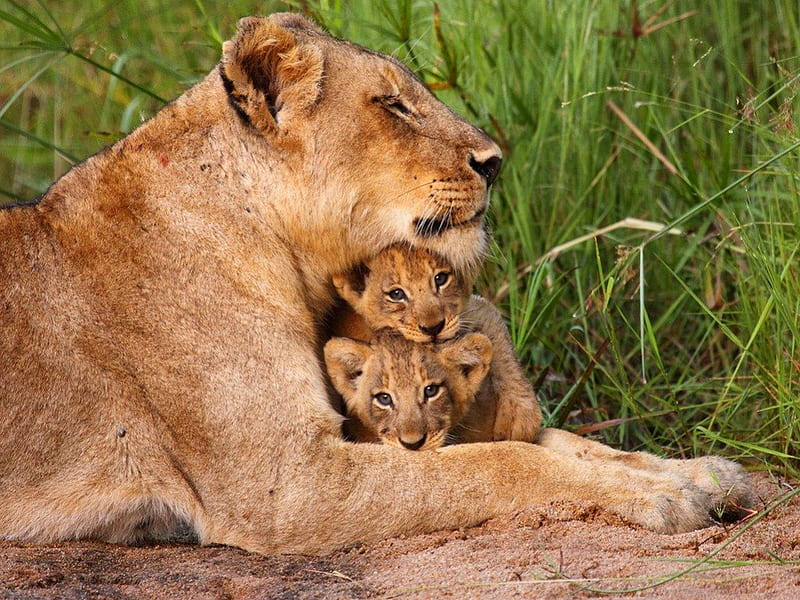 Two to love, two, cubs, lioness, mother, africa, HD wallpaper