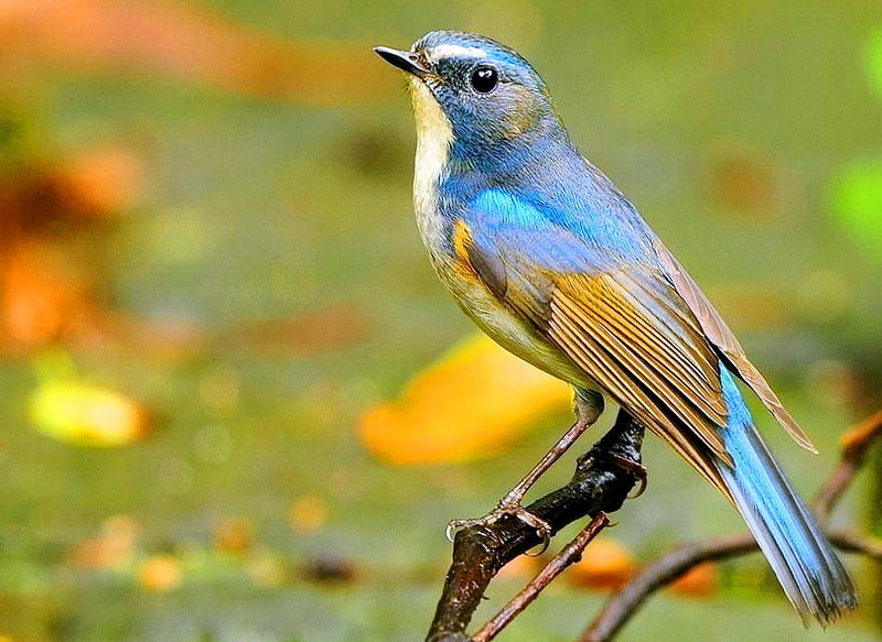 Pretty boy, long tail, male, bird, brown, white, branch, blue, bush robin, HD wallpaper