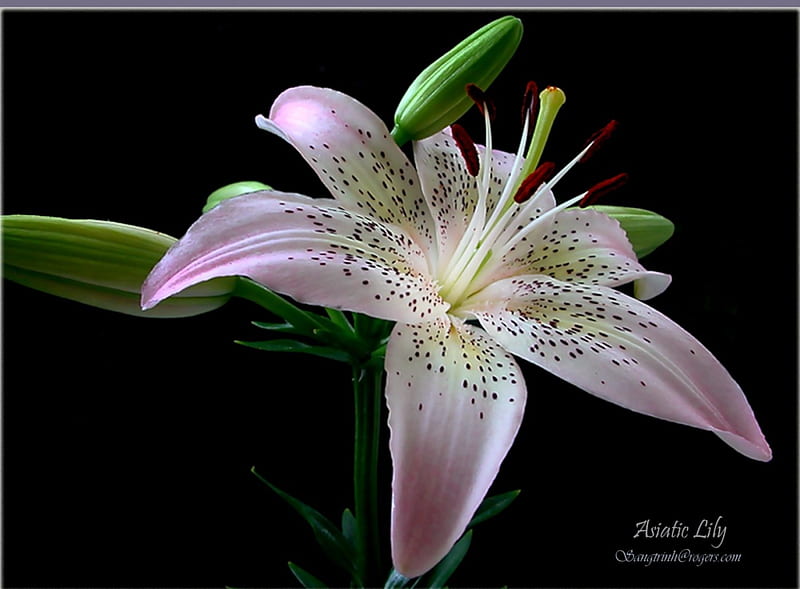 Asiatic lily, lily, flowers, HD wallpaper