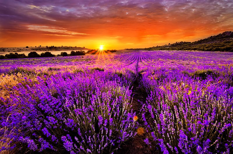 Flowers, Sunset, Flower, Sunrise, , Field, Lavender, Purple Flower, HD wallpaper