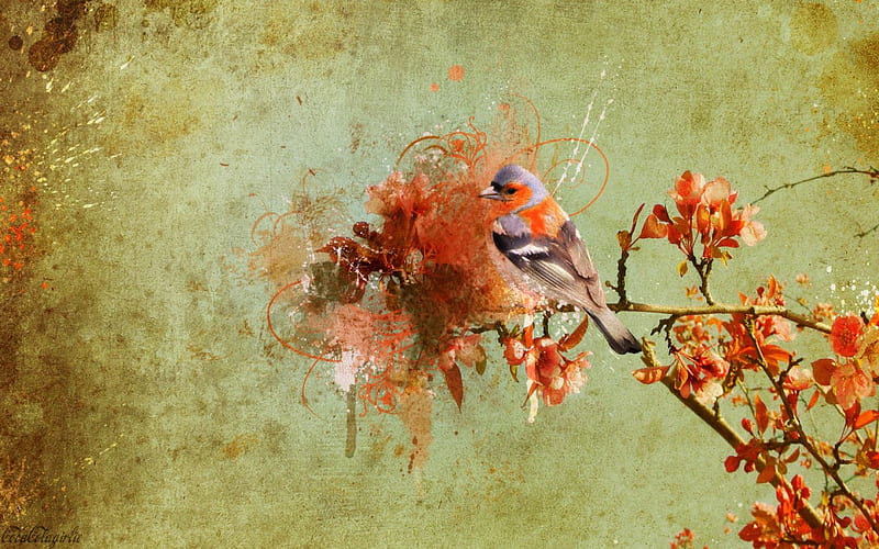 Solitudine, leaves, green, orange, flowers, Bird, branches, HD ...