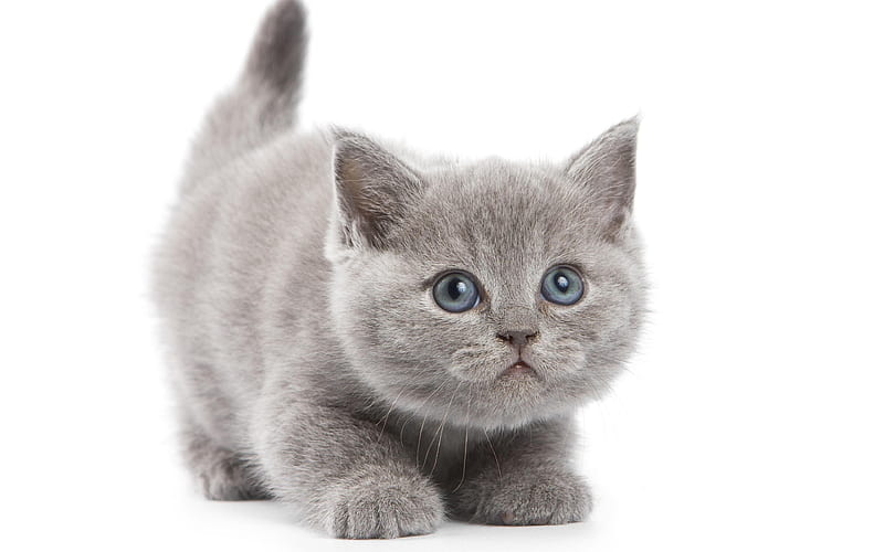 British Shorthair Cat, kitten cute animals, pets, gray fluffy kitten, cats, HD wallpaper