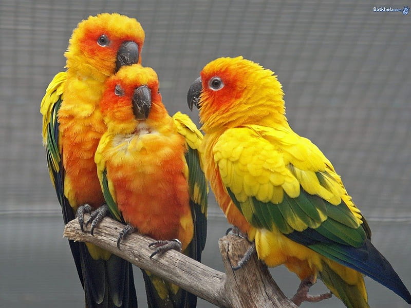 Trio of Happy Birds, colorful, colourful, bird, birds, yellow, three, HD wallpaper