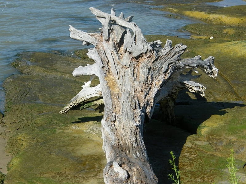 Driftwood, 9th st park, 2007, benicia ca, HD wallpaper