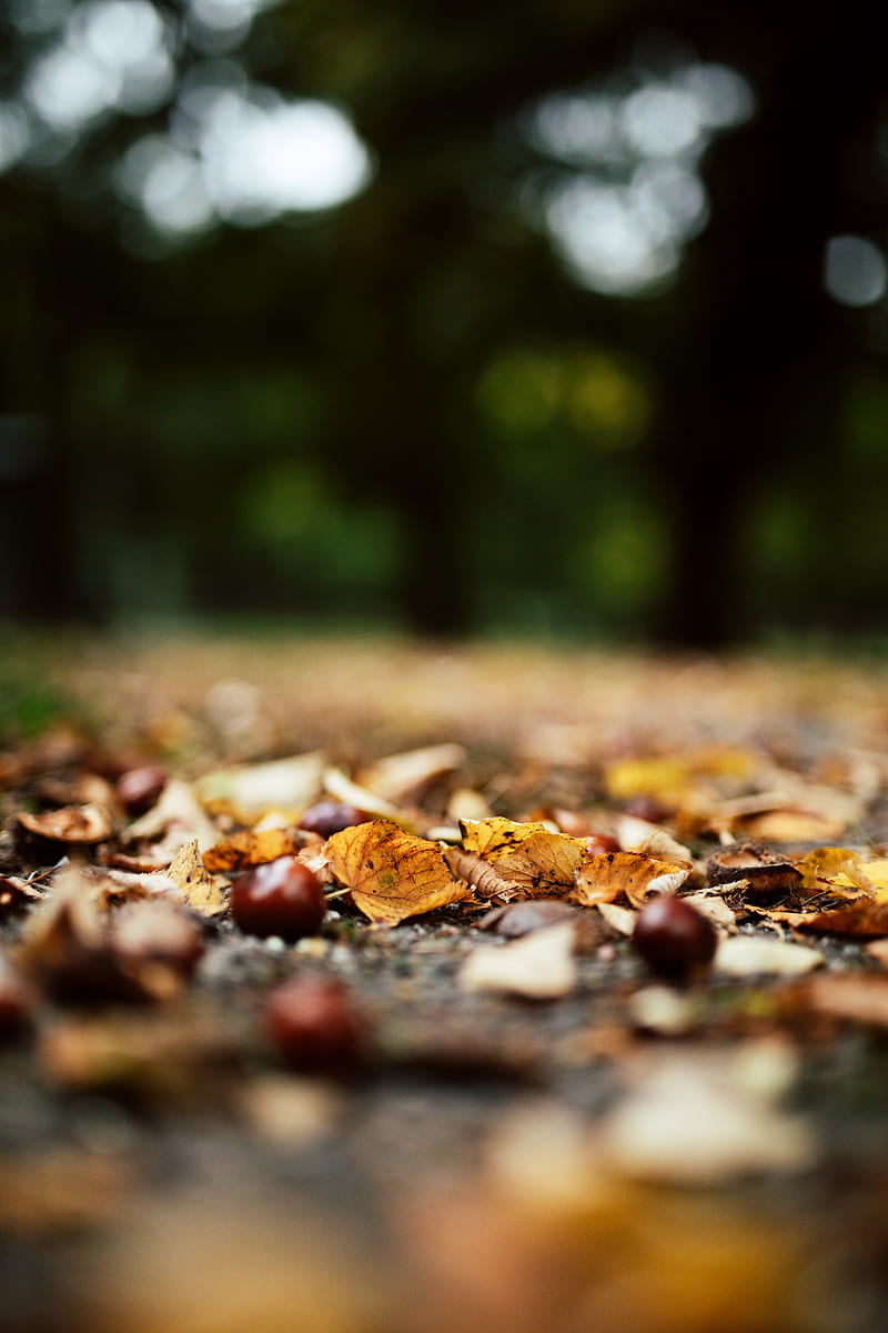 chestnuts, leaves, autumn, forest, HD phone wallpaper