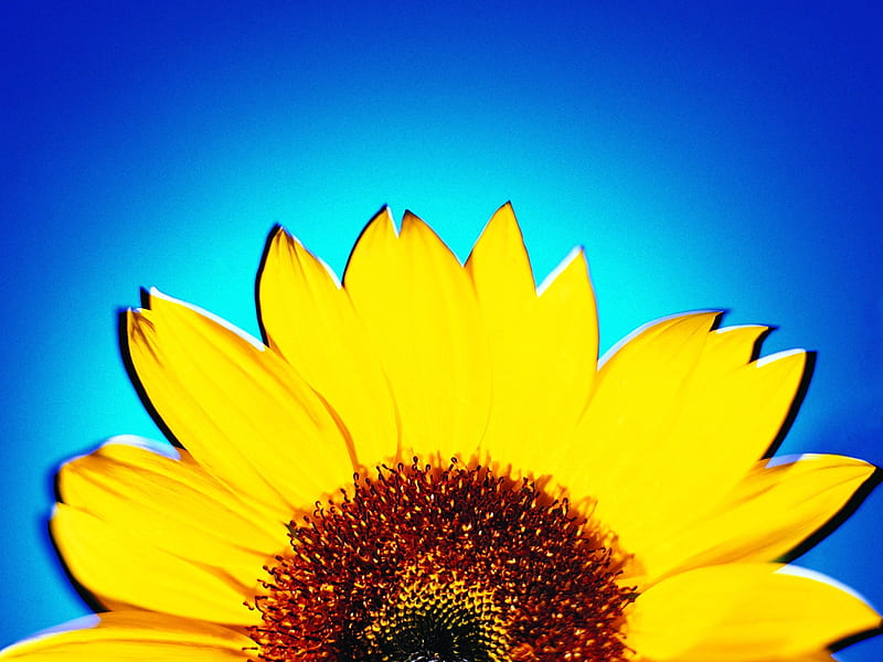 Sunflower - Summer Still Life graphy logo 01, HD wallpaper