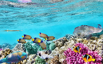 4K Ultra HD Ocean Wallpapers - Top Free 4K Ultra HD Ocean Backgrounds -  WallpaperAccess