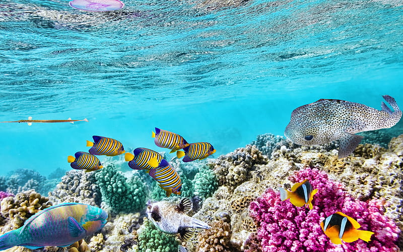 underwater world, marine life, fish, coral reef, ocean, blue lagoon, HD wallpaper