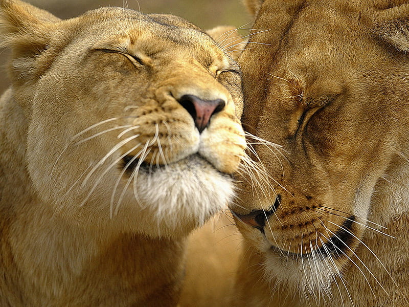 Cute Ladies, lioness, lion, sweet, friends, HD wallpaper
