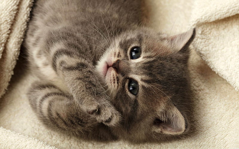 cutest kitten-Cute pet cat, HD wallpaper
