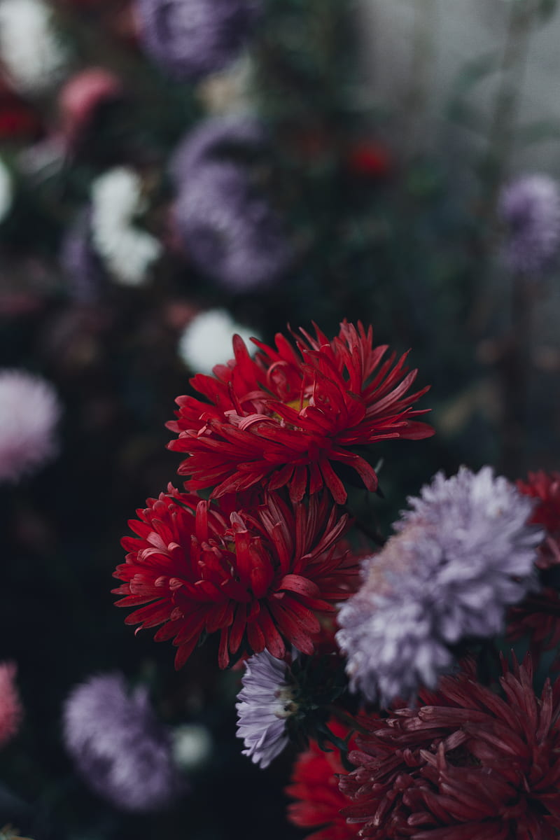 red and white daisy flowers, HD phone wallpaper