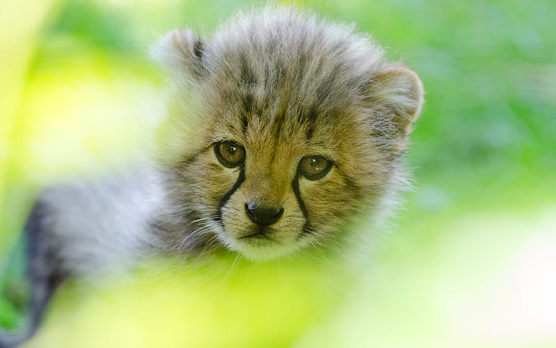 cheetah cub, cute animals, predators, wildlife, HD wallpaper