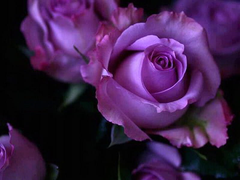 Enchantment, black, flowers, roses, purple, HD wallpaper