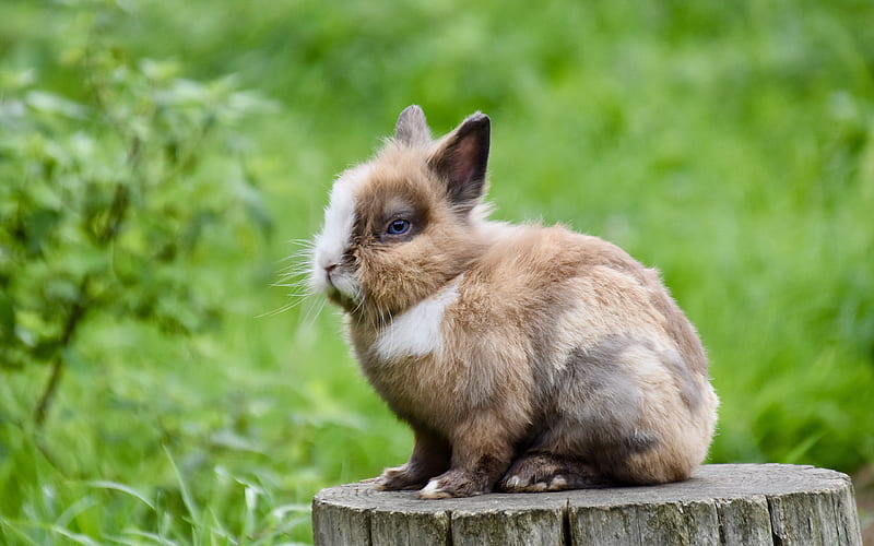 fluffy rabbit, cute animals, bunnies, pets, brown bunny, small animals, HD wallpaper