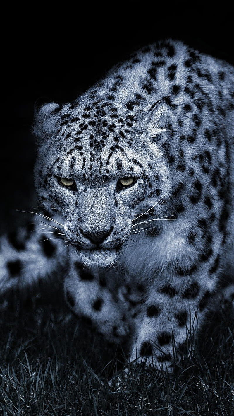 Snow Leopard, animal, HD phone wallpaper