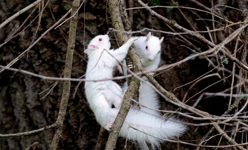 Albino Twin Squirrels, White, Twins, Pink eyes, Albino, Animals, Squirrels, HD wallpaper