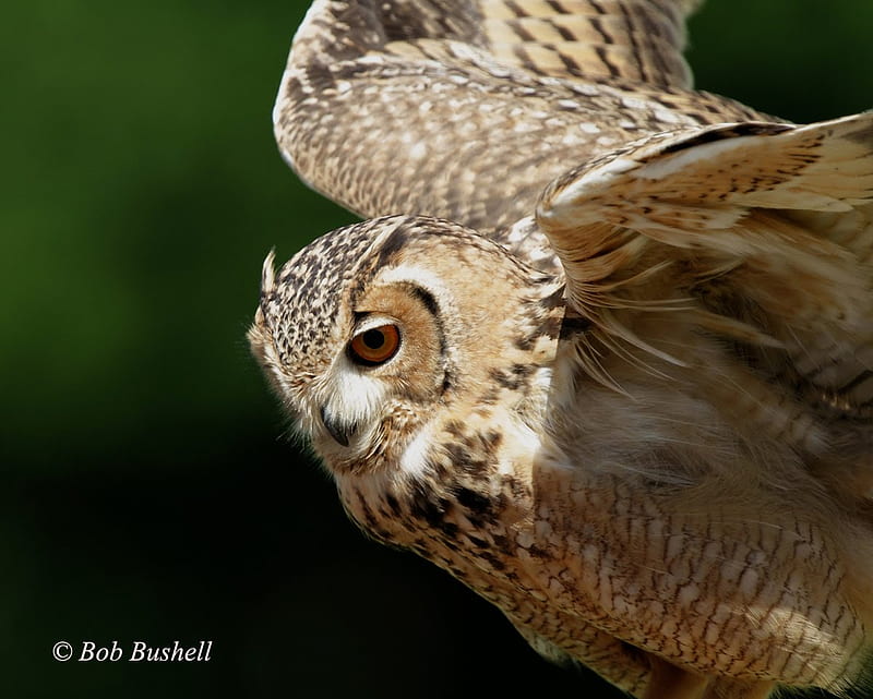Eagle Owl in Flight, owl, wings, green, eye, eagle owl, beak, feathers, HD wallpaper