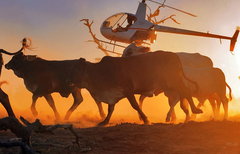 Cattle Mustering With A Helicopter, Helicopter, Cattle, Cattle Mustering, Australia, HD wallpaper