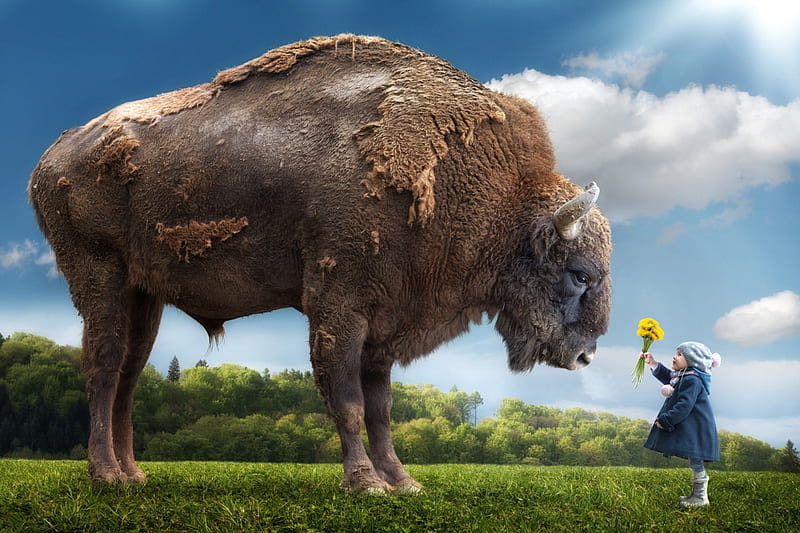 Large and Small, Buffalo, flowers, contrast, child, gigantic, HD wallpaper