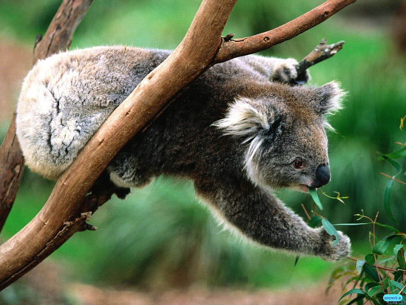 Koala Bear, tree, eucalyptus leaves, HD wallpaper