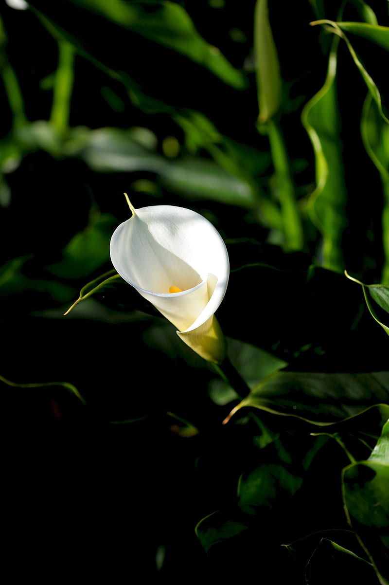 calla, flower, white, leaves, HD phone wallpaper