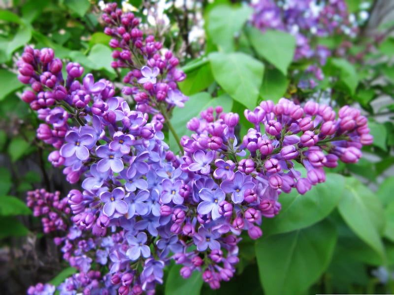 spring lilac-flowers, HD wallpaper