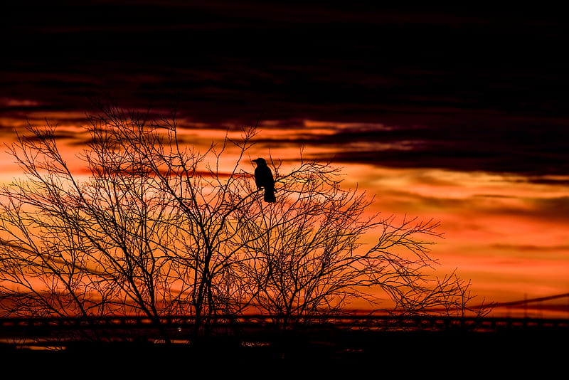 tree, bird, dark, dusk, evening, HD wallpaper