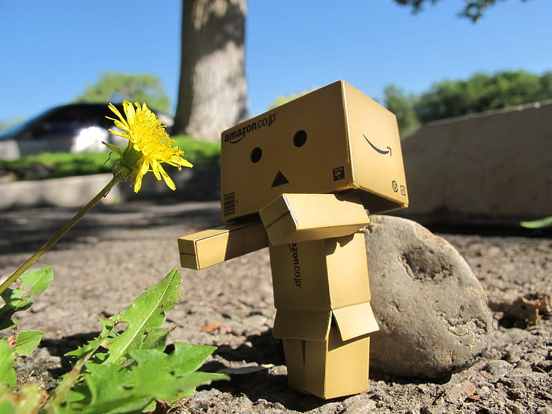 Danbo And A Flower, flower, box, robot, danbo, HD wallpaper | Peakpx