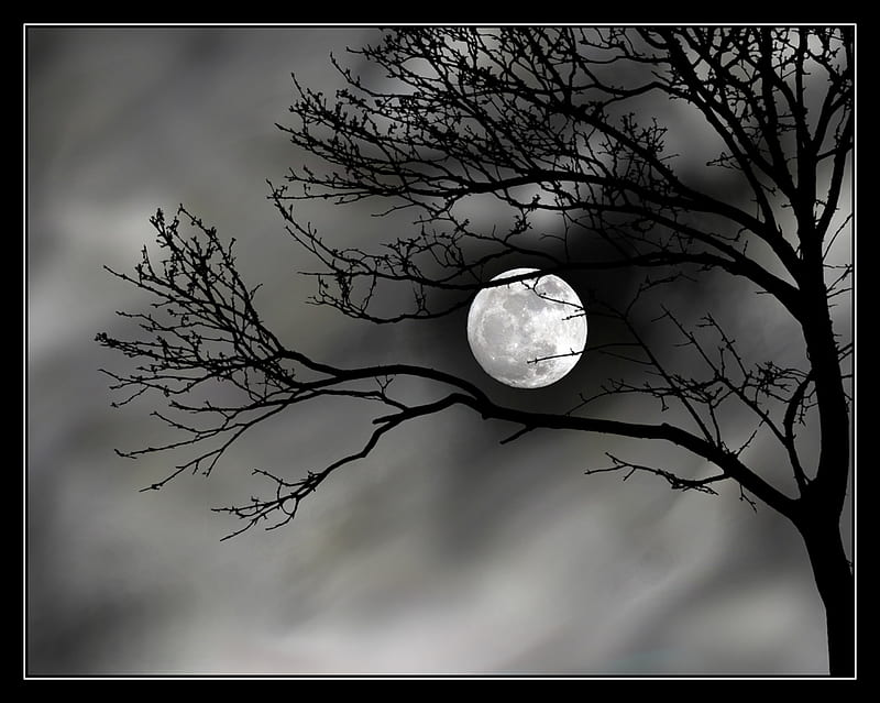 MOON AND TREE, creepy, tree, moon, dark, fullmoon, HD wallpaper