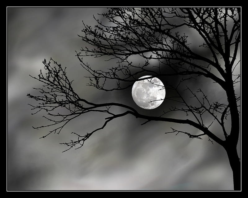 MOON AND TREE, creepy, tree, moon, dark, fullmoon, HD wallpaper | Peakpx