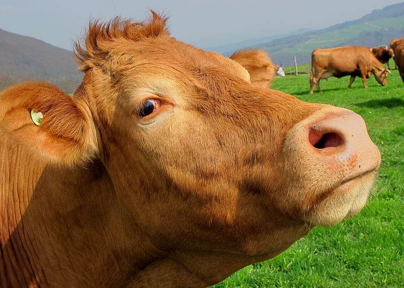 Cows grazing, rural, grass, farming, grazing, animals, cows, field, HD wallpaper