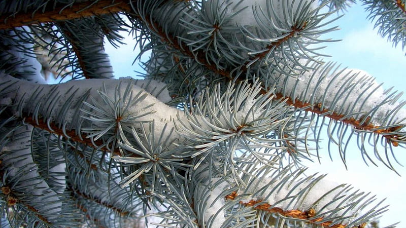 Silver needles, branch, winter, leaf, tree, twigs, leaves, needles, pine, snow, nature, fir, HD wallpaper