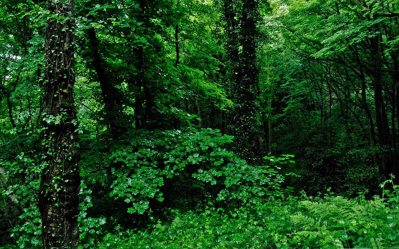 green nature-forest landscape, HD wallpaper