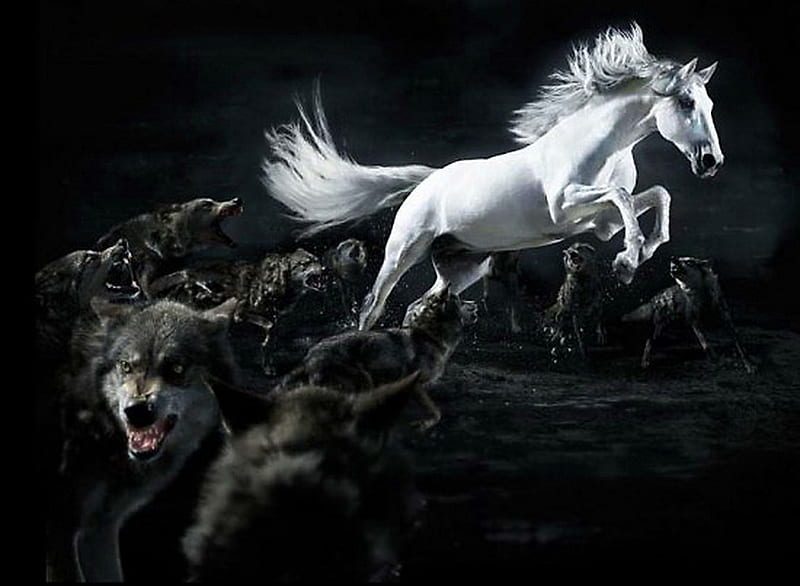 The escape, black background, nature, escape, white horse, wolves, leap, HD wallpaper